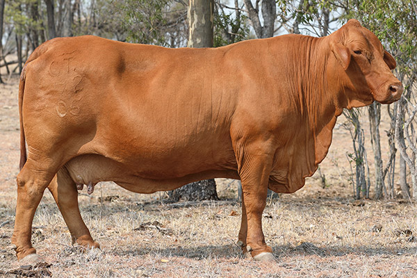 Droughtmaster Females & Donors - Fernleigh Droughtmasters