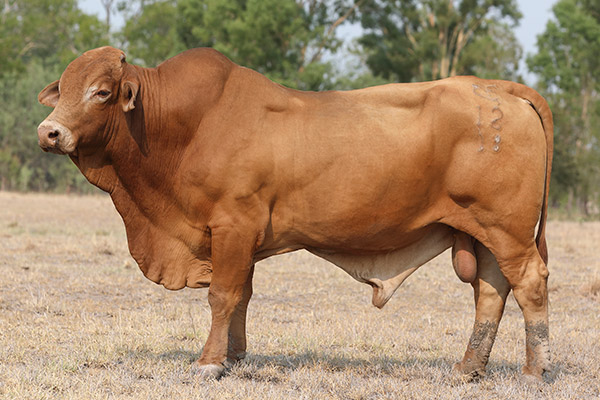 Droughtmaster Sires - Fernleigh Droughtmasters