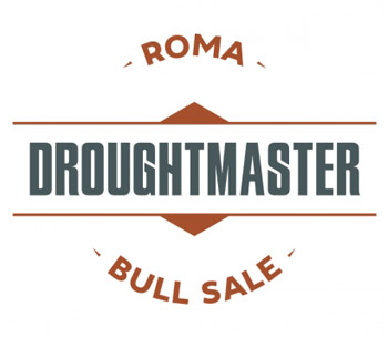 Roma Droughtmaster Bull Sale