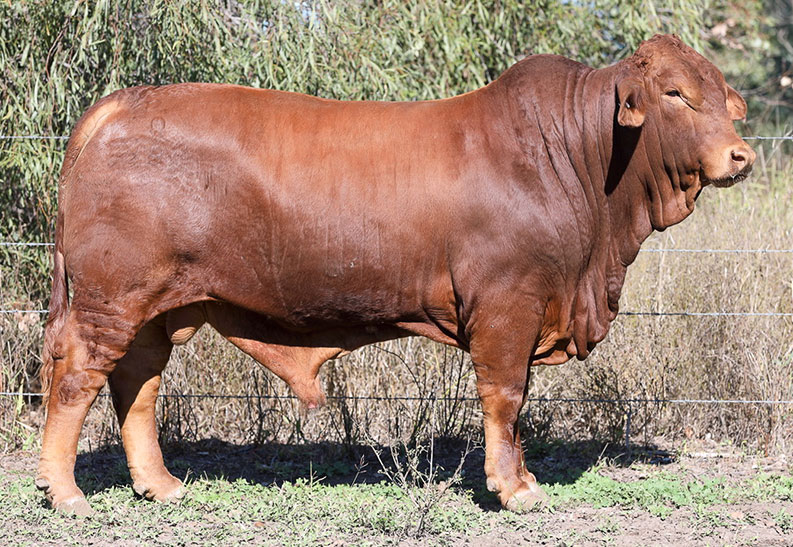 Lot 300. Fernleigh Maximus