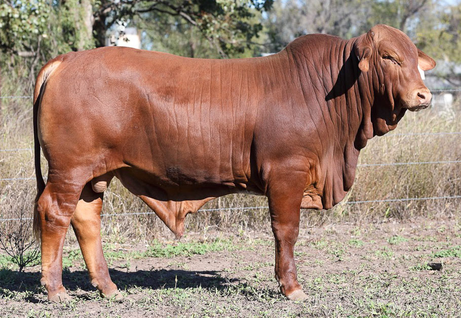 Lot 301. Fernleigh Maverick