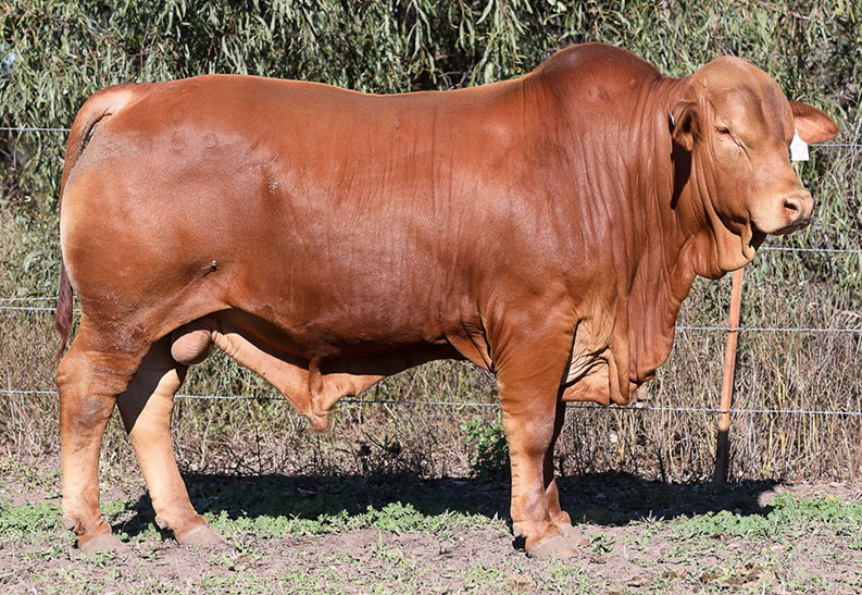 Lot 302. Fernleigh Marco